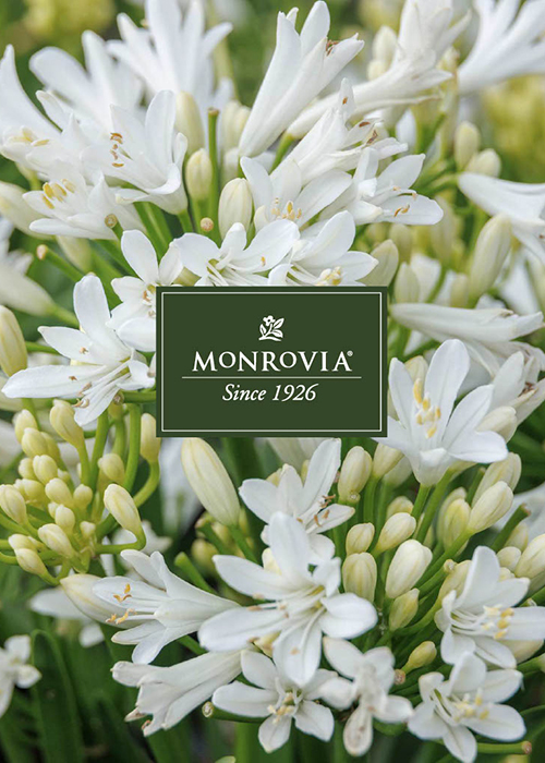 2024 Monrovia Distinctive Selections Guide   500x700 Distinctive Selections Cover Copy 